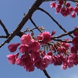 寒緋桜１７