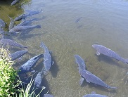 忍野八海鯉