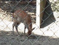 鹿島神宮の鹿